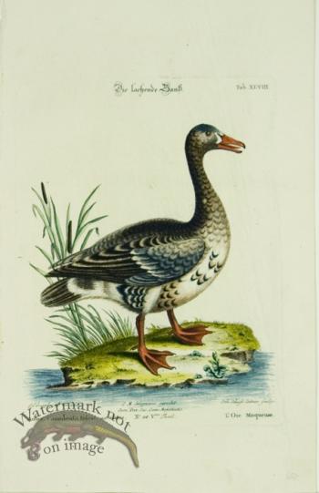 Seligmann Duck 01